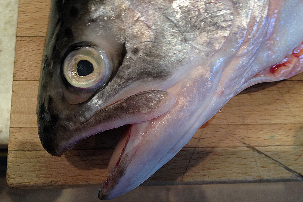 При покупке свежей рыбы всегда обращайте внимание на ее глаза: они должны быть светлыми, выпуклыми и прозрачными