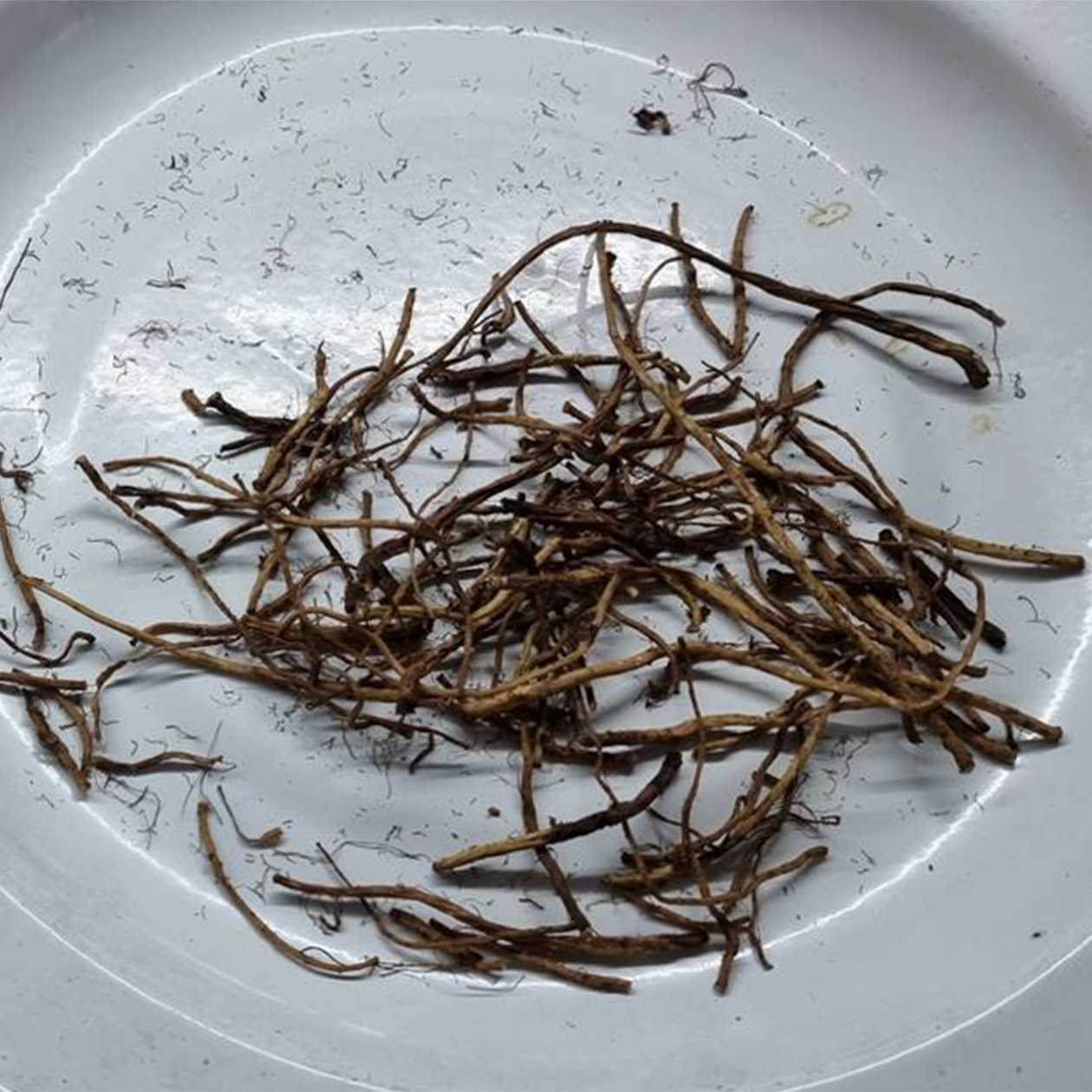 Просушенные и порезанные корни одуванчика