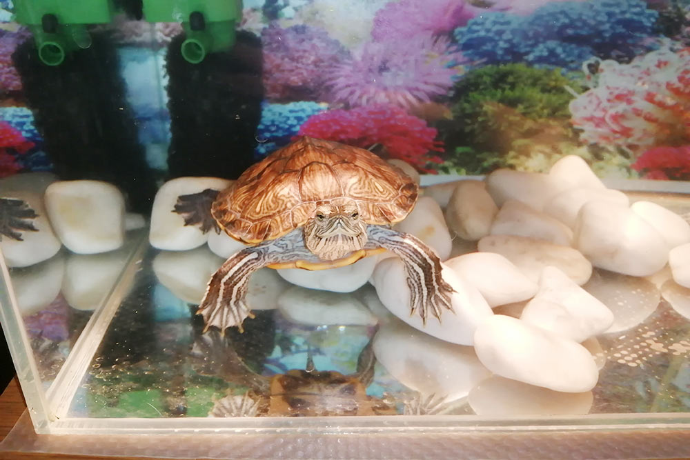 Водная черепаха в домашних условиях — советы по уходу