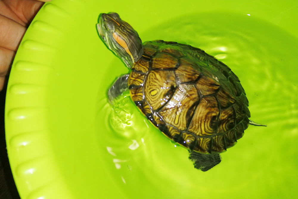 Черепахи — содержание черепах, кормление, лечение, уход.