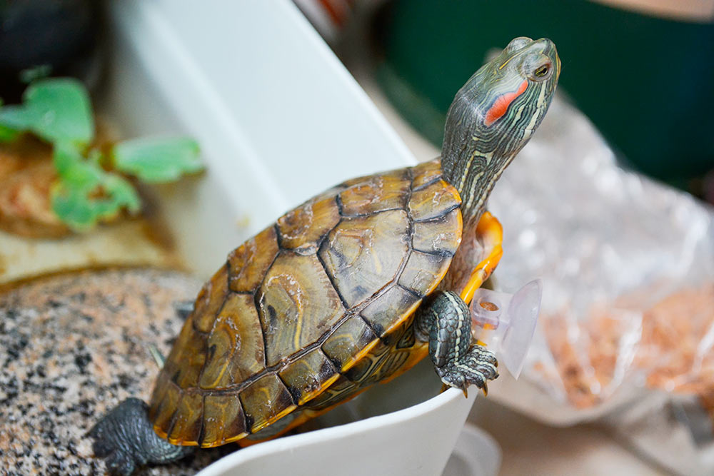 А это черепаха Труста. Источник: Lyu Hu / Shutterstock