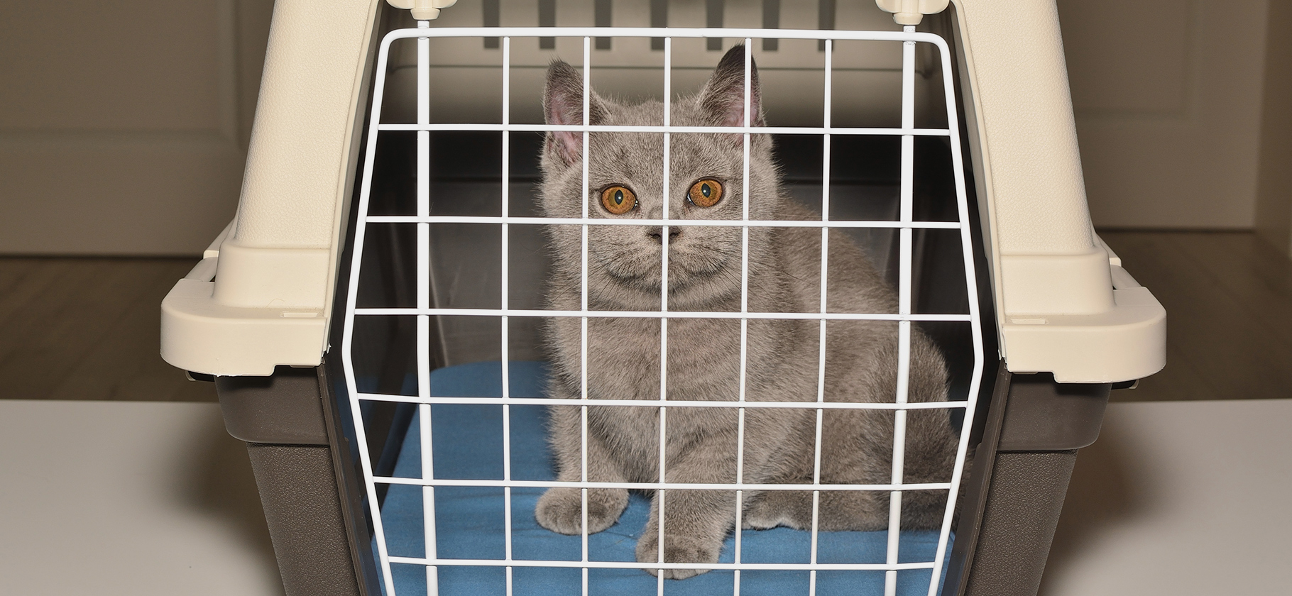 Red Wings разре­шила перевозить животных на сосед­нем кресле