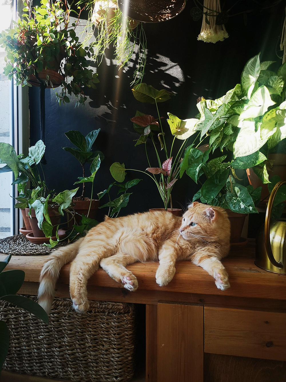 Летом на балконе любит отдыхать кошка, греется там на солнце