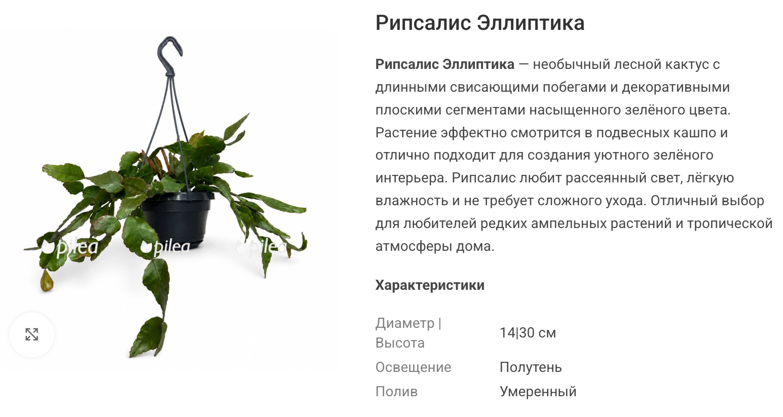 У «Эллиптики» широкие плоские стебли: для подвесного кашпо оставьте место не только снизу, но и по бокам. © pilea.ru