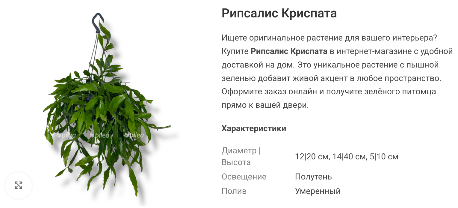 Волнистый край сегментов помогает рассмотреть характерную форму «Криспаты»; перед покупкой попросите крупное фото побегов вашего экземпляра. © pilea.ru