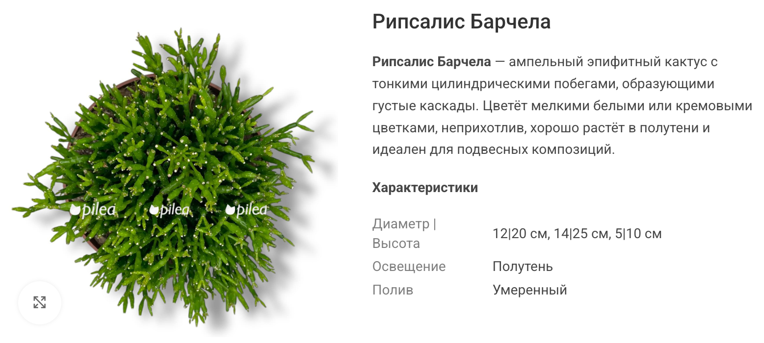 Густота «Барчела» зависит и от размера покупаемого растения: маленький горшок с несколькими побегами не будет выглядеть как взрослый куст на главном фото. © pilea.ru