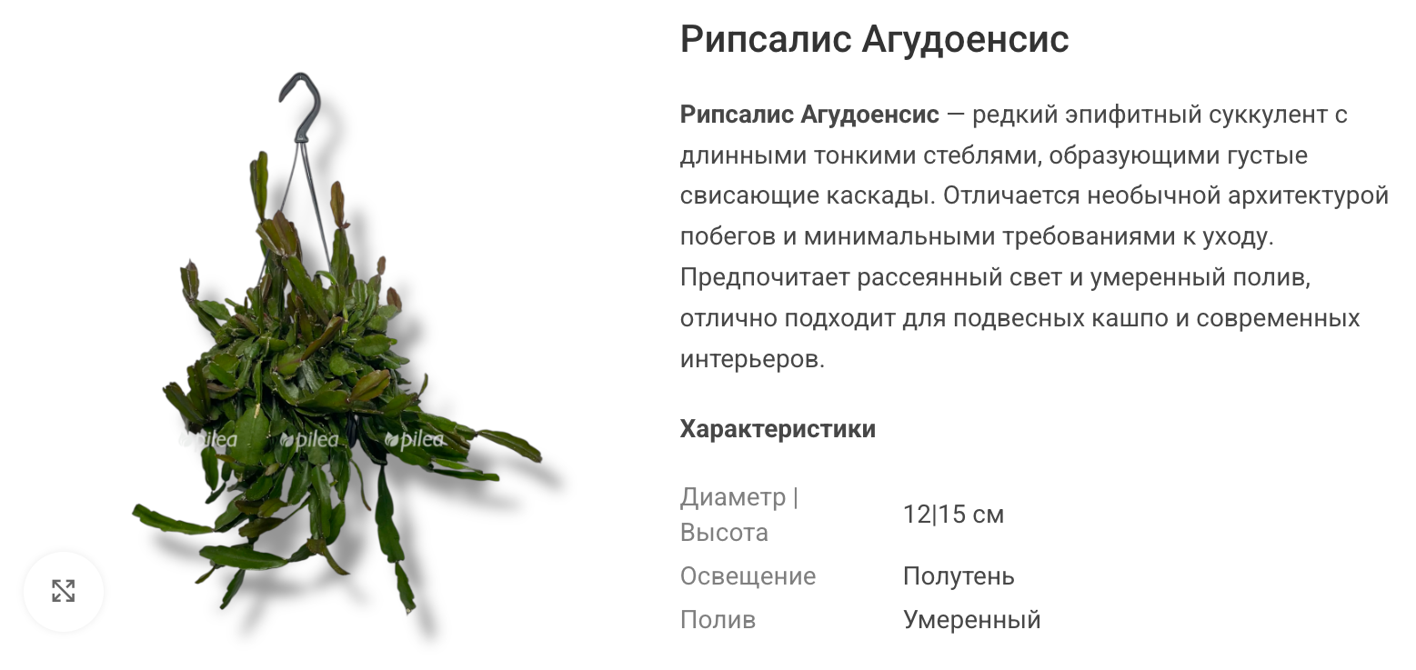У «Агудоенсиса» объемные ребристые сегменты; при заказе уточните размер растения, поскольку форма молодого куста отличается от длинного взрослого подвеса. © pilea.ru
