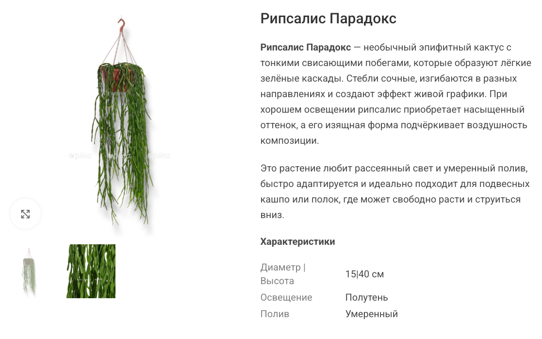 У рипсалиса тяжелые плотные стебли, и взрослое растение может опрокинуть легкий горшок. © pilea.ru
