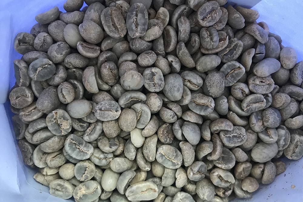 А так выглядят необжаренные кофейные зерна. Они пахнут сеном и горохом