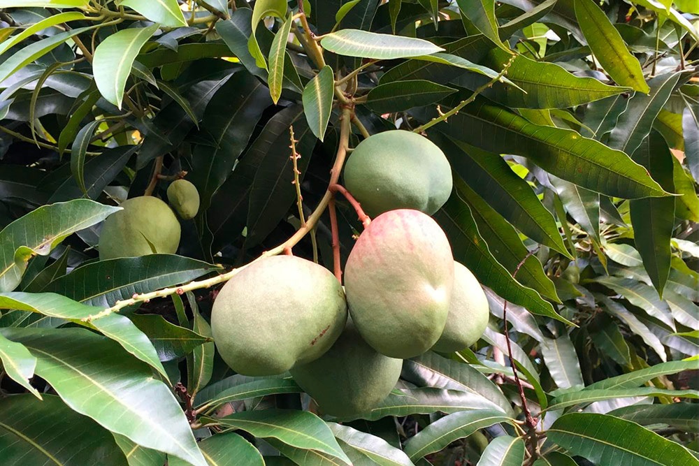 Фрукты на завтрак в отеле не давали, хотя манговые деревья росли прямо во дворе