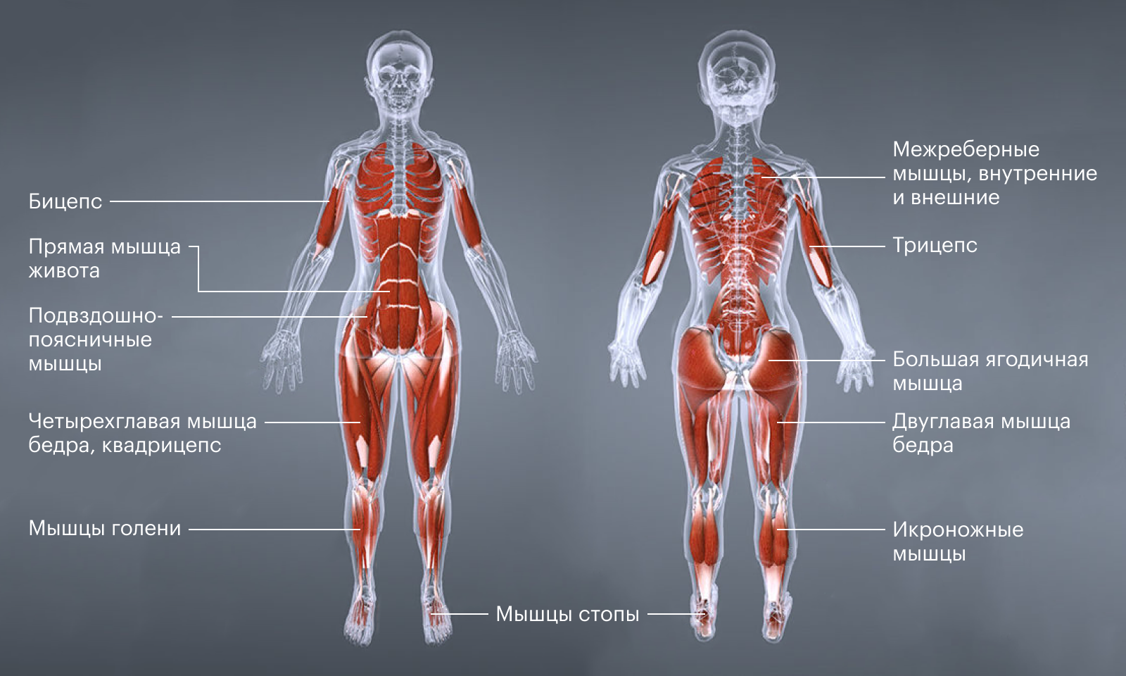 Наглядная схема мускулатуры, задействованной при беге