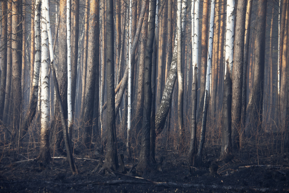Березовый лес, сгоревший в 2022 году из⁠-⁠за торфяных пожаров под Екатеринбургом. Фото: Мария Васильева