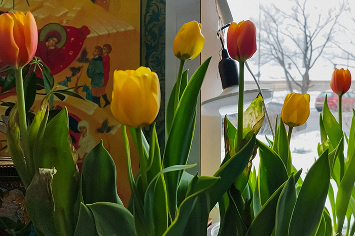 К 8 Марта вырастили для наших мам настоящие тюльпаны! Прямо на подоконнике