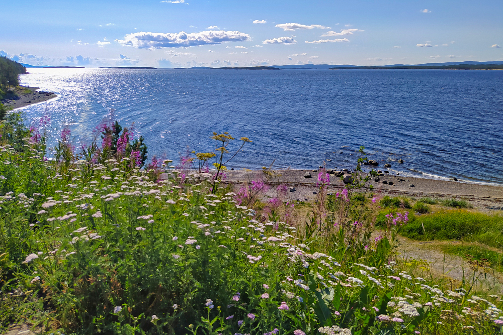 Летом у Белого моря цветущие берега