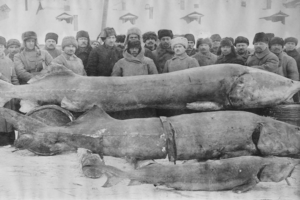 Любимое фото и у нас, и у туристов — фото волжских рыбаков из фондов Рыбинского музея⁠-⁠заповедника. Это реальная рыба⁠-⁠белуга длиной в 5,5 метров