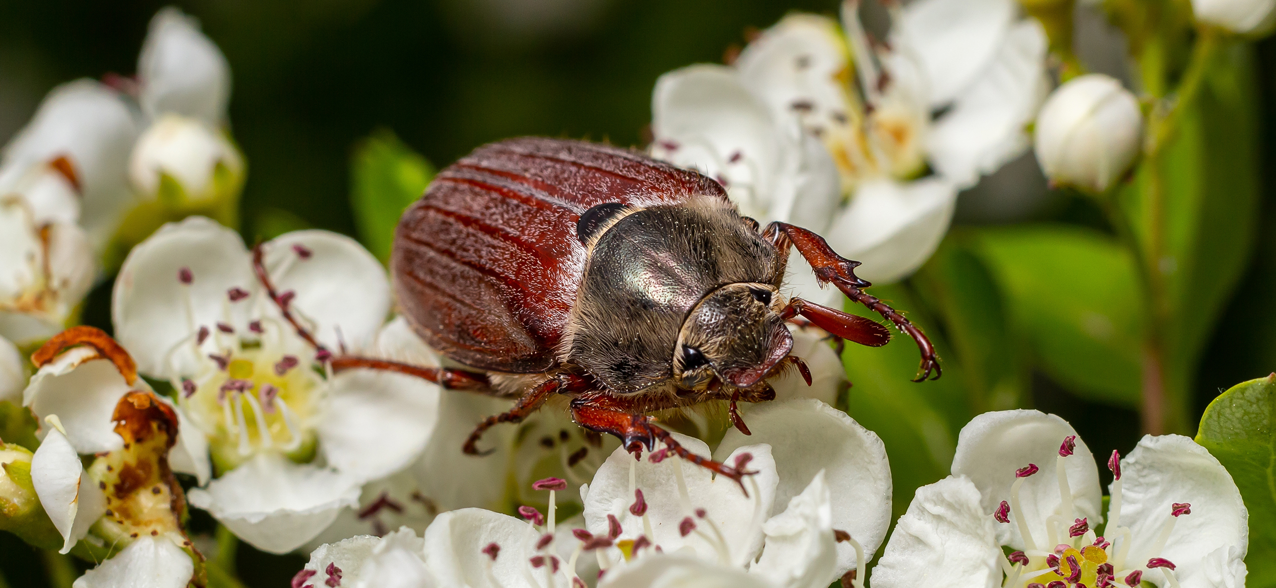 Как избавиться от хруща и майского жука: все способы