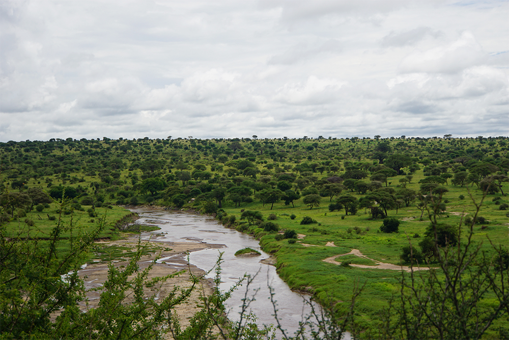 В Тарангире ландшафт отличается и от Серенгети, и от Нгоронгоро. Там негустой лес и даже есть река