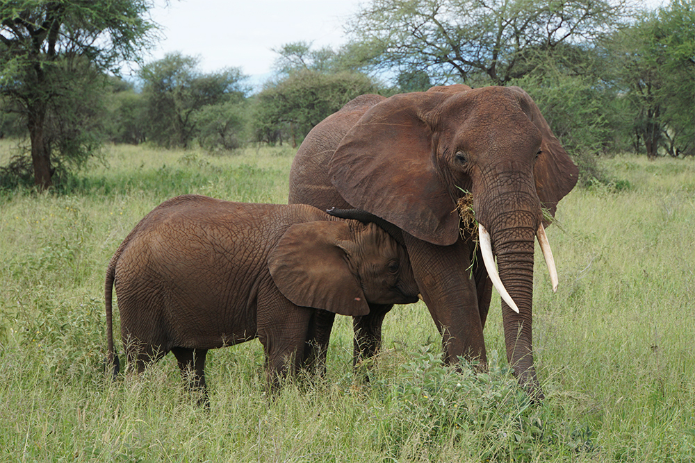 Слонов в парке очень много. Самки с детенышами путешествуют группами, а самцы держатся отдельно