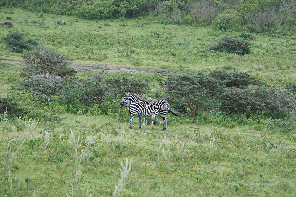 Зебры часто стоят так вдвоем, чтобы увеличить угол обзора и вовремя заметить хищника. Командная работа