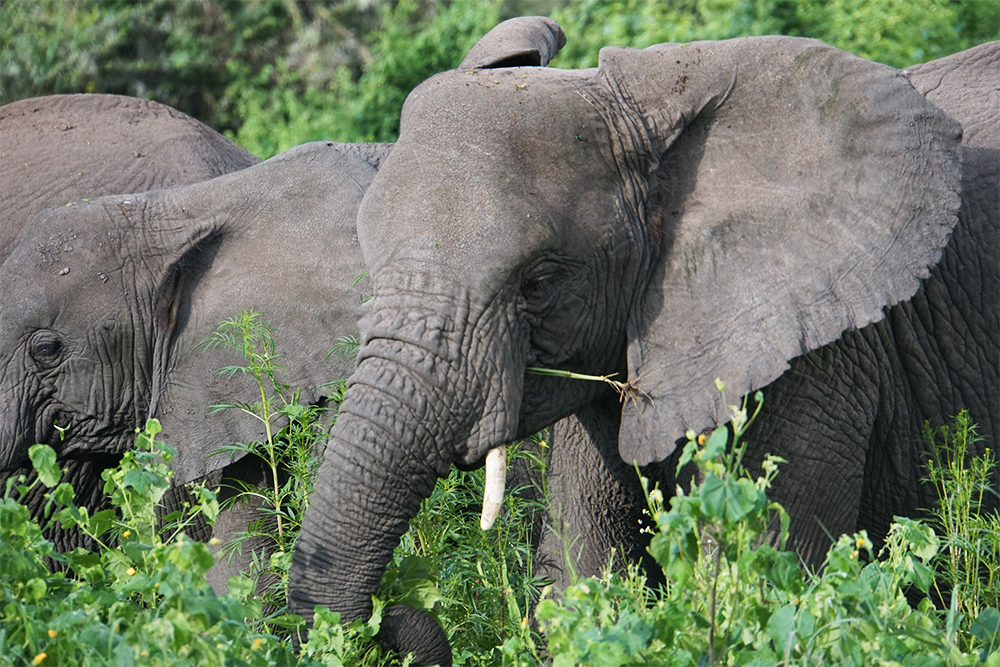 В Нгоронгоро и Тарангире слоны подходили очень близко к машине
