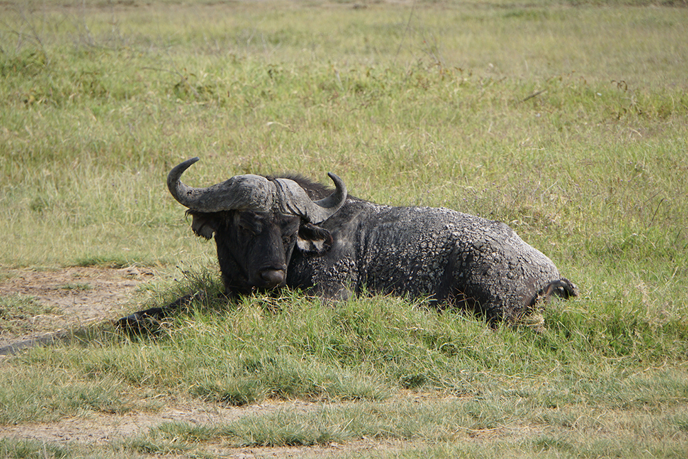 В Нгоронгоро мы встретили много буйволов. Ночью они ходили по лагерю, щипали траву и чесались о наши палатки