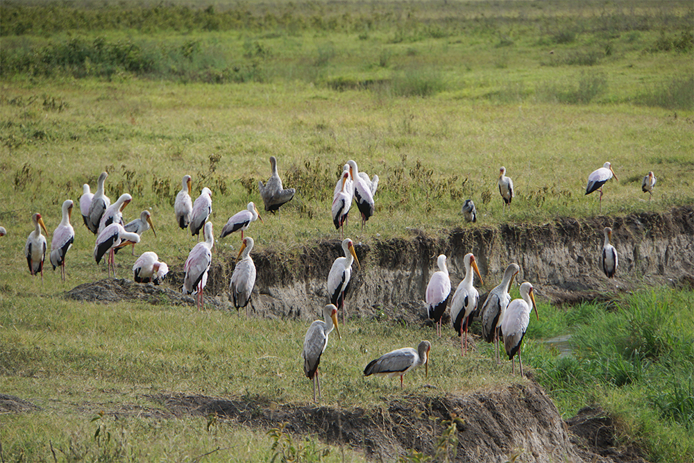 По ощущениям, в Нгоронгоро гораздо больше птиц, чем в Серенгети. Думаю, это из⁠-⁠за близости озера