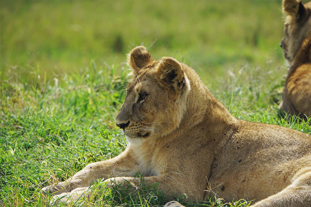 В Серенгети львы отдыхают у дорог и смотрят туристам прямо в глаза
