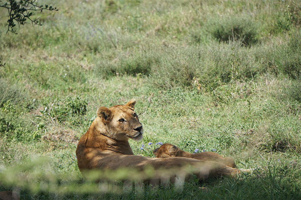 В Серенгети мы видели множество львов. Они отдыхали прямо у дорог целыми группами, а у некоторых львиц были львята