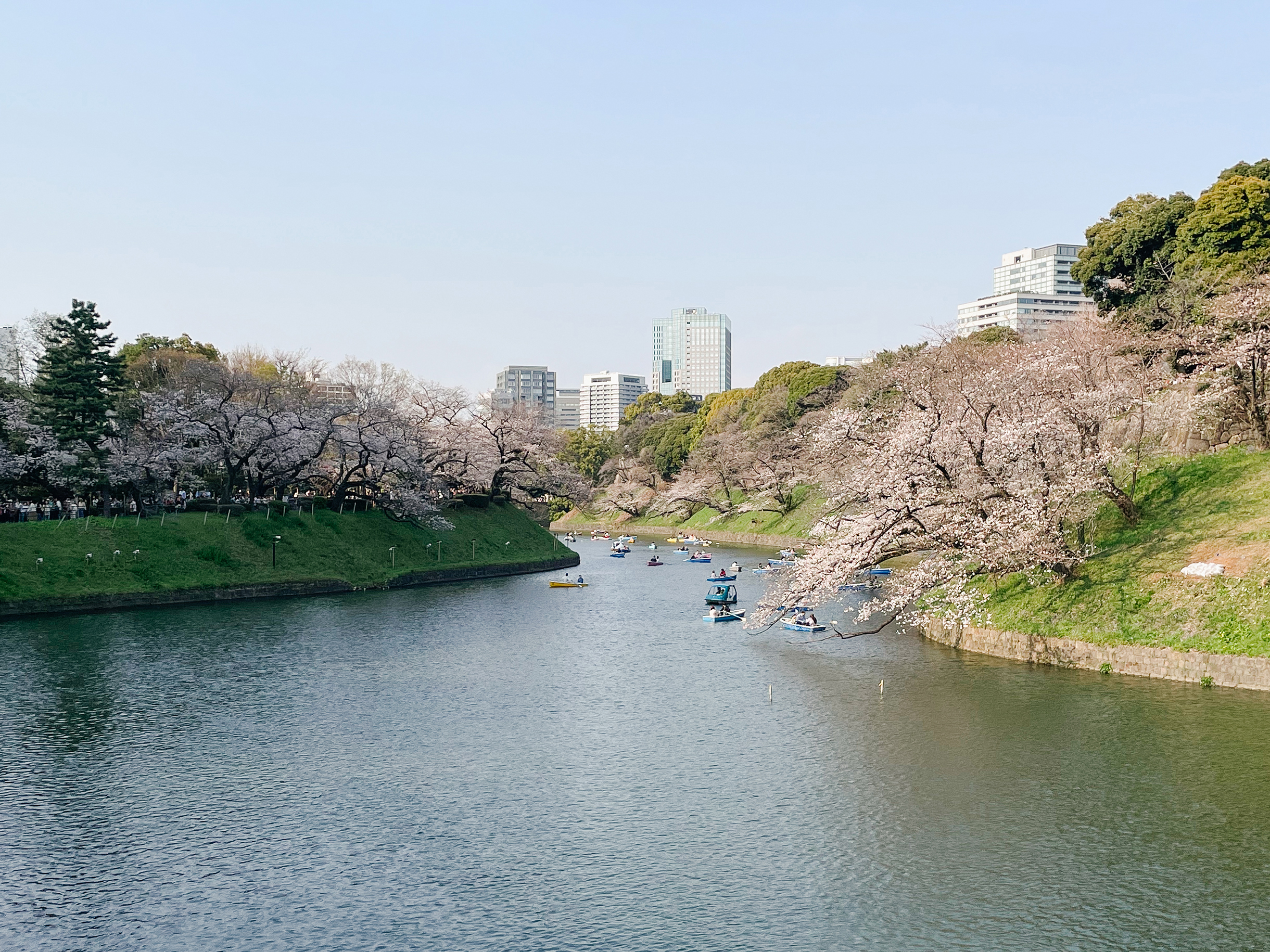 Chidori-ga-fuchi Green Way — одна из топовых локаций для любования сакурой в Токио. Здесь можно покататься на лодке под цветущими деревьями