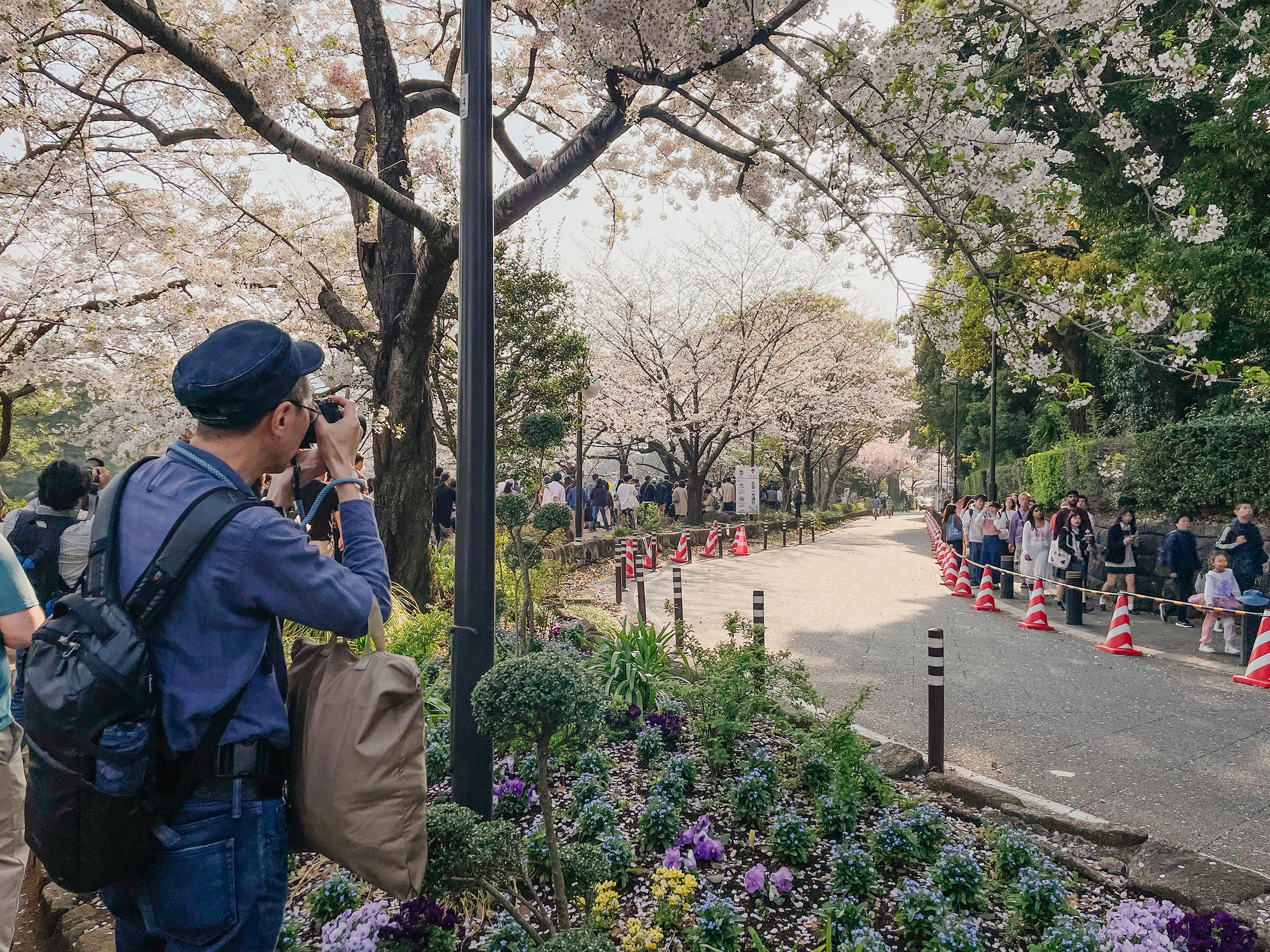 В пик цветения желающих посмотреть и сфотографировать сакуру очень много. Люди идут друг за другом. Движение одностороннее. В непрерывном потоке сложно остановиться, чтобы сделать фото