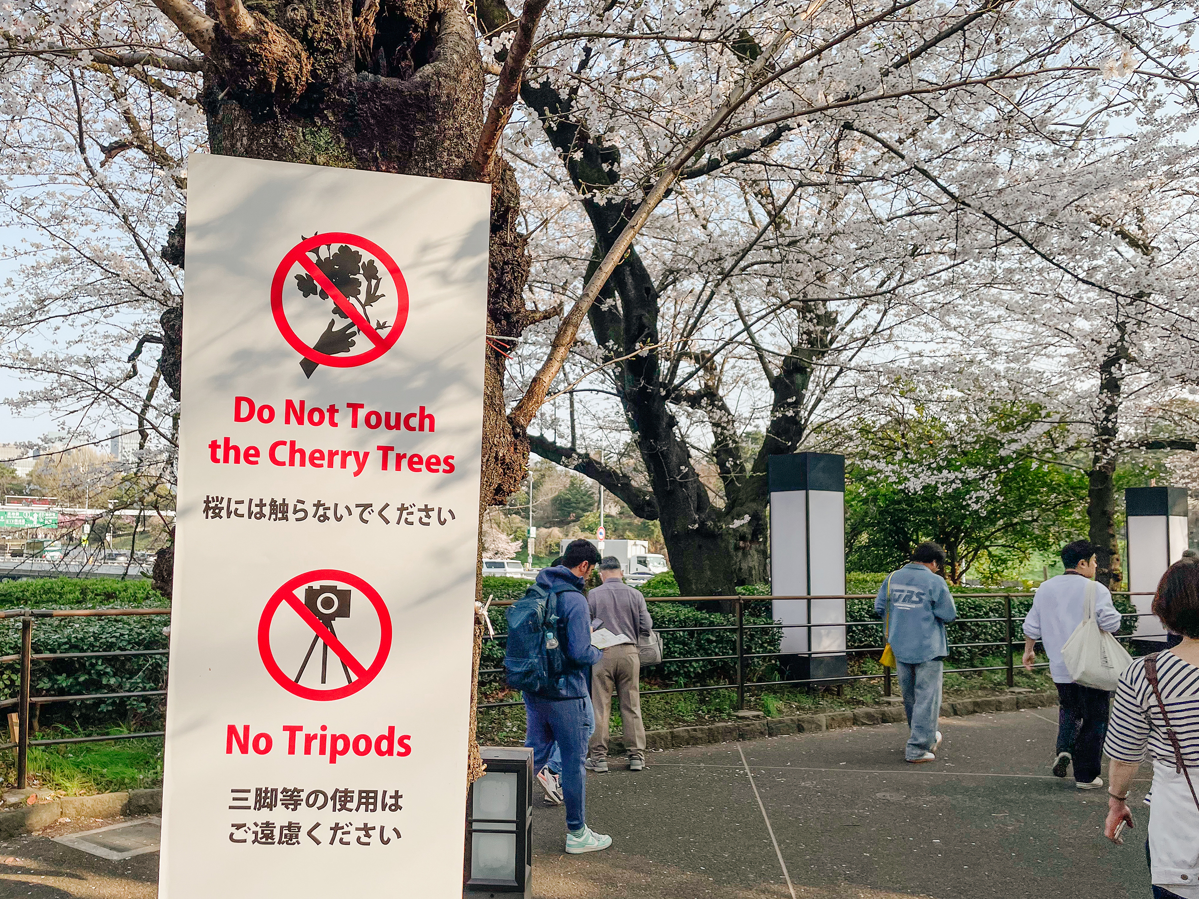 Таблички предупреждают, что деревья нельзя трогать. Еще запрещено использовать штативы-триподы для съемки