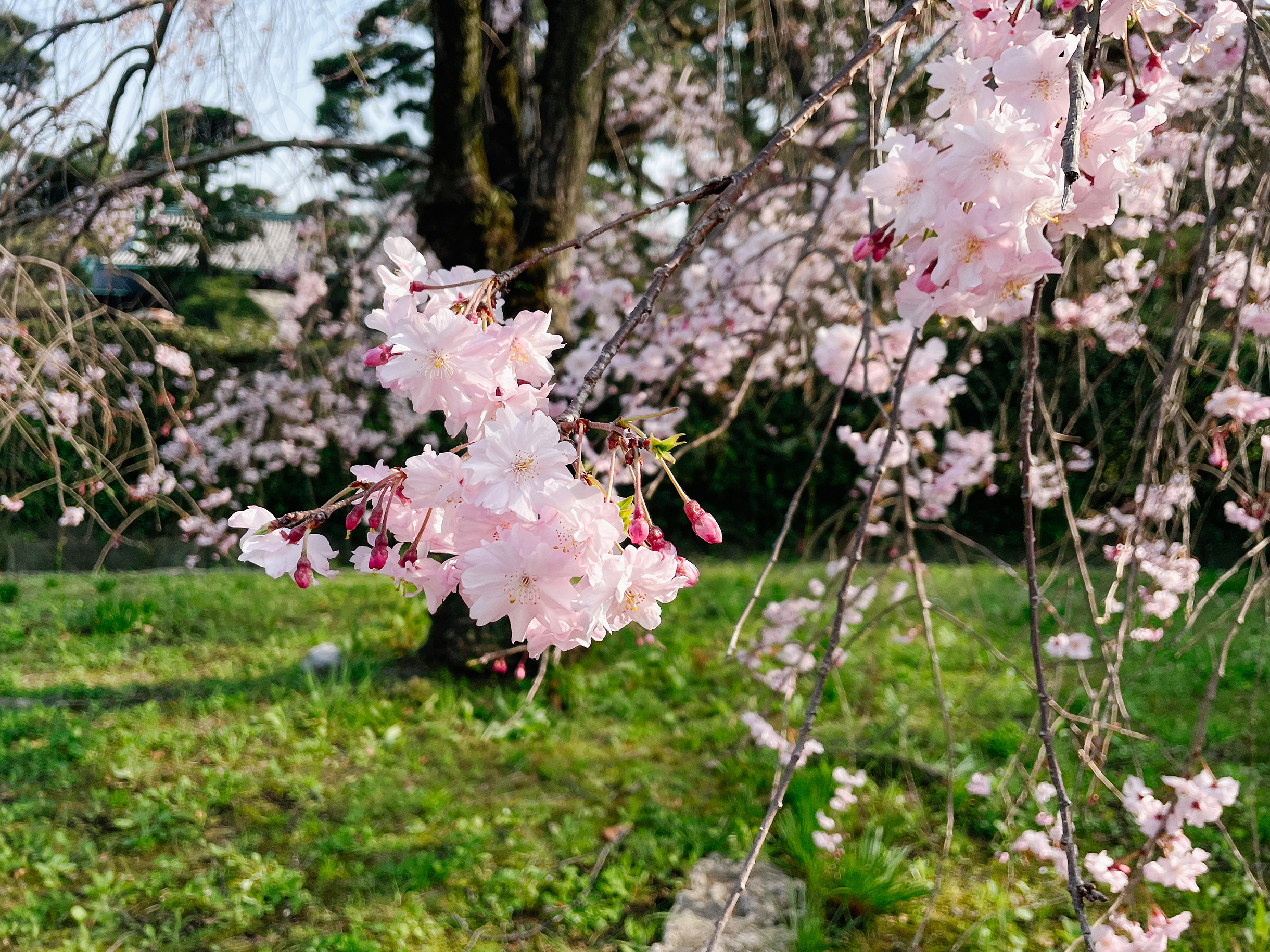Можно остановиться и полюбоваться цветками вблизи