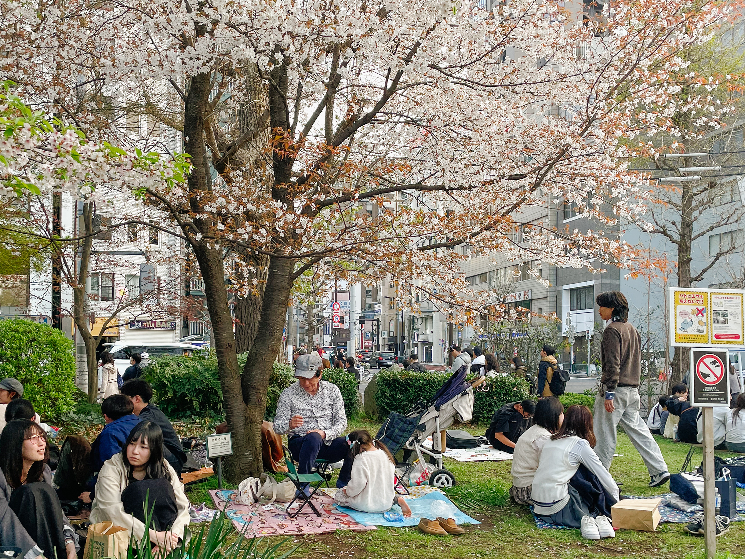 Сакуре в Уэно посвящено хайку поэта Мацуо Басе. В сезон цветения в парке бывают сотни тысяч посетителей — и туристов, и японцев, — которые собираются на пикники