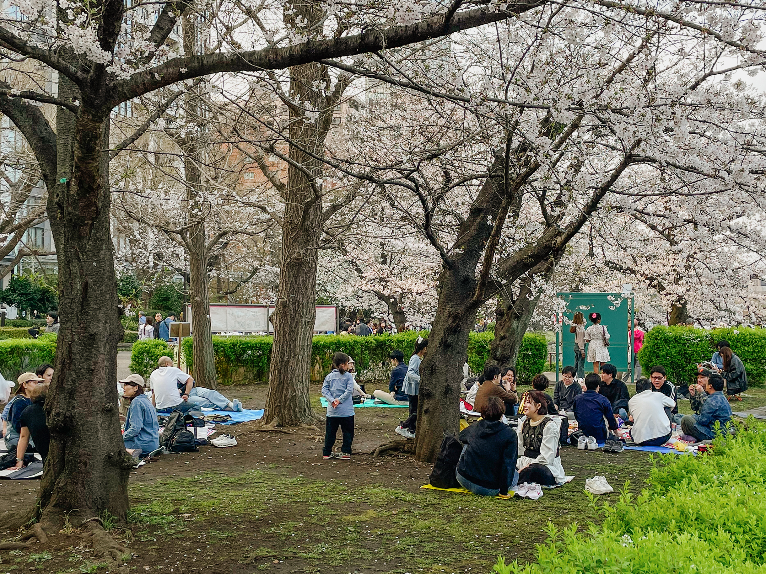 Люди сидят буквально под каждым деревом