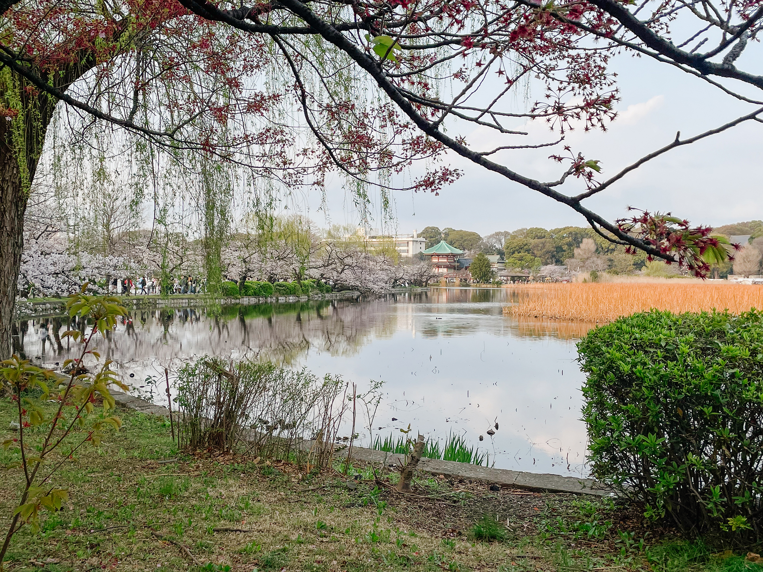 Из парка открывается вид на пруд Синобадзу