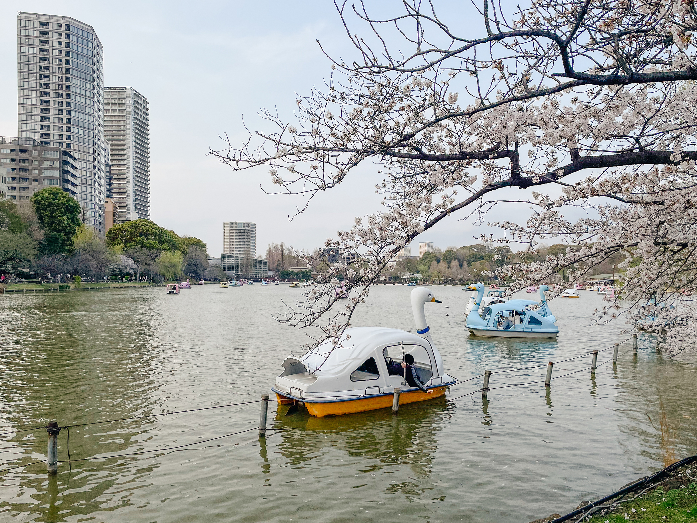 И покататься на катамаранах в форме лебедей