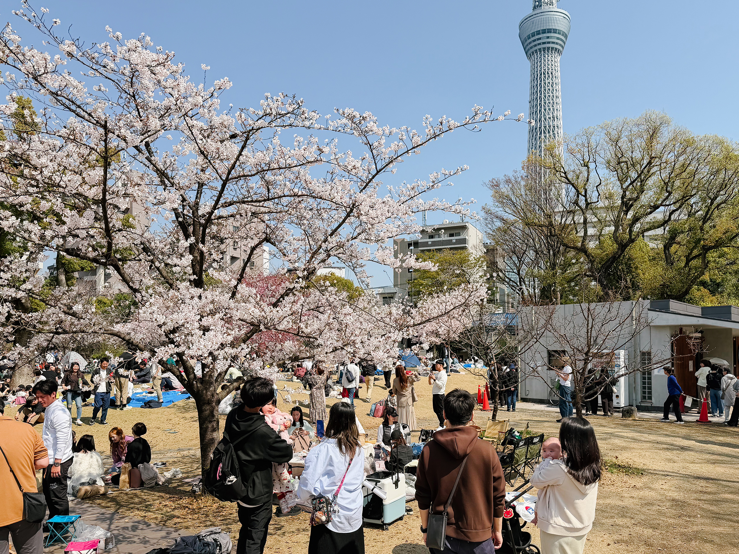 В парке Сумида сакуру фотографируют на фоне башни Tokyo Skytree