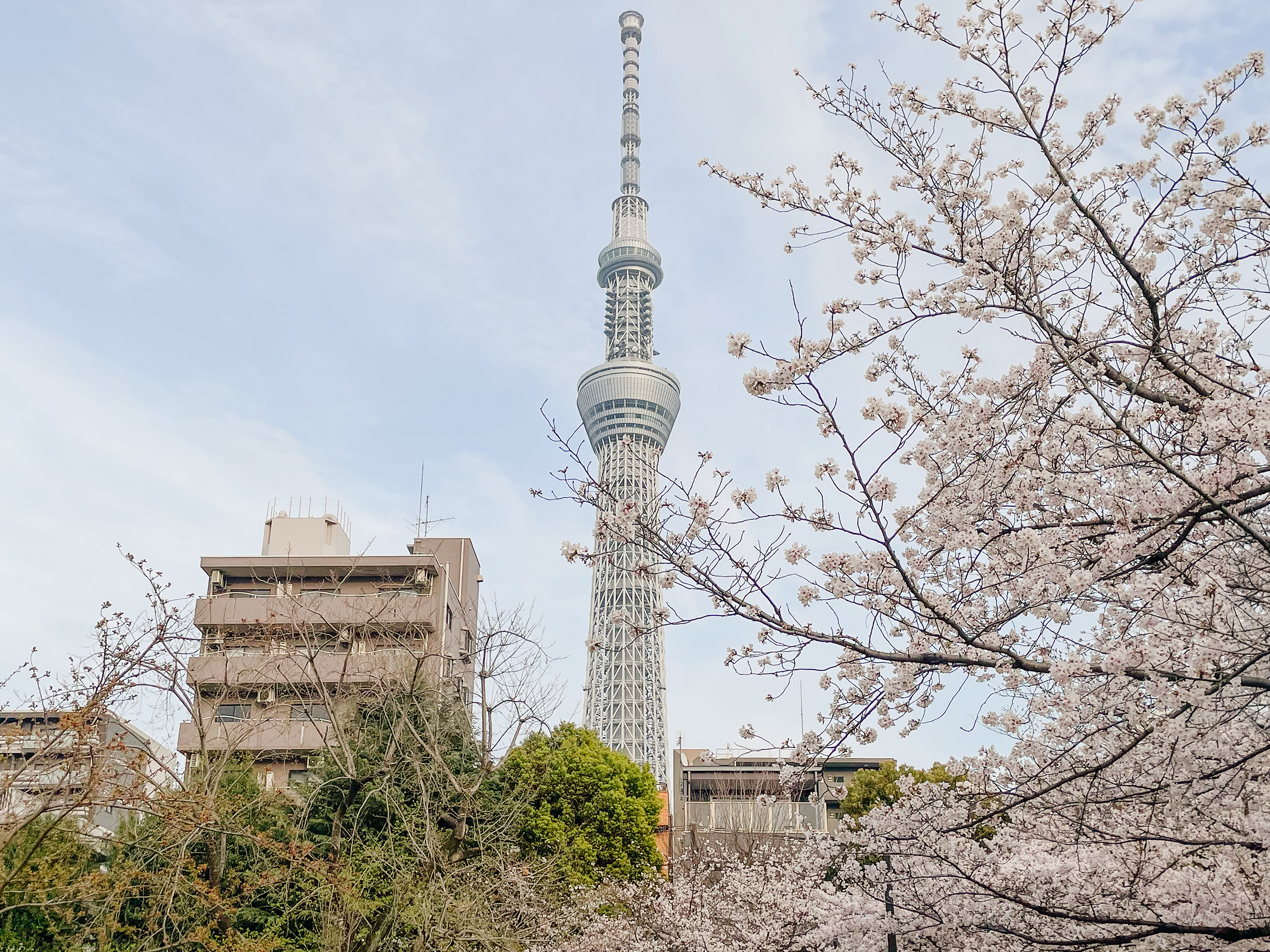Здесь можно запечатлеть сочетание природы и городской застройки