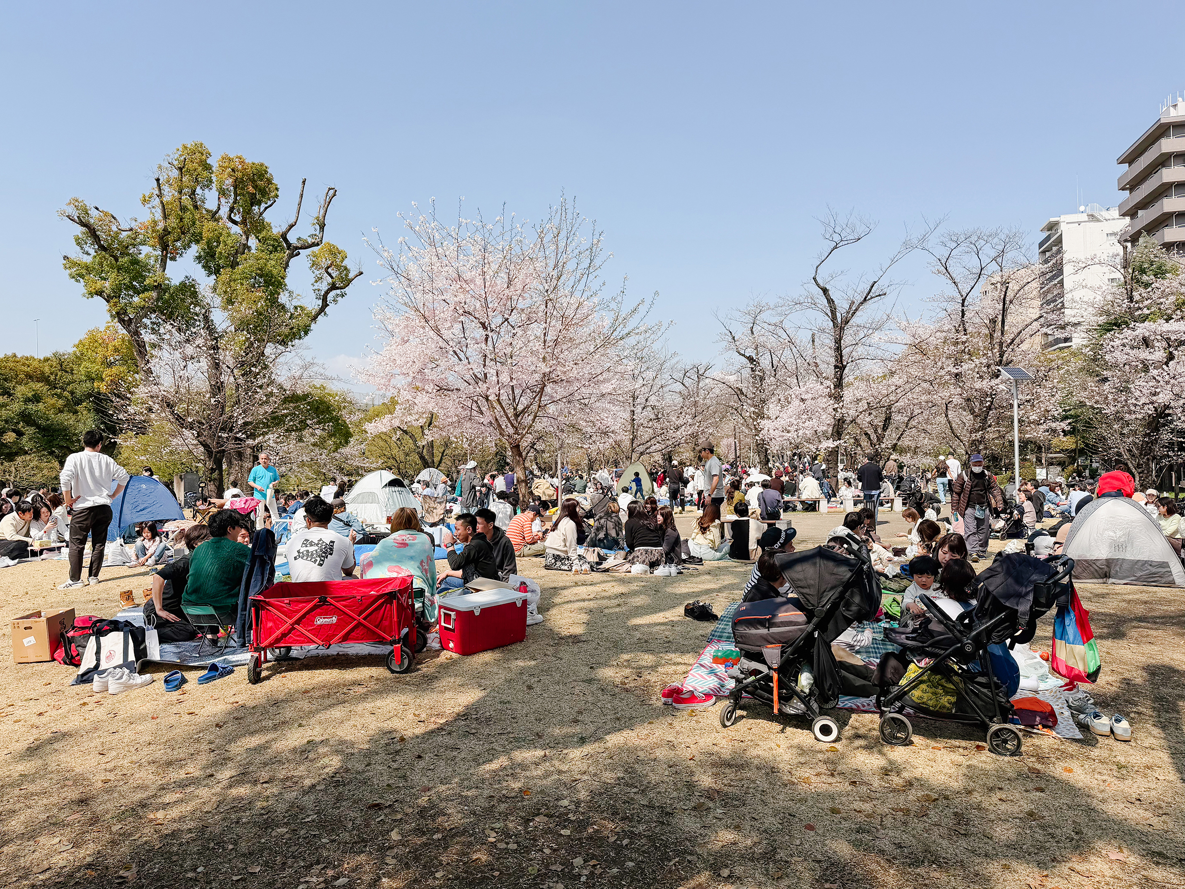 Еще это популярное место для пикников. От солнца японцы укрываются в палатках или под зонтами