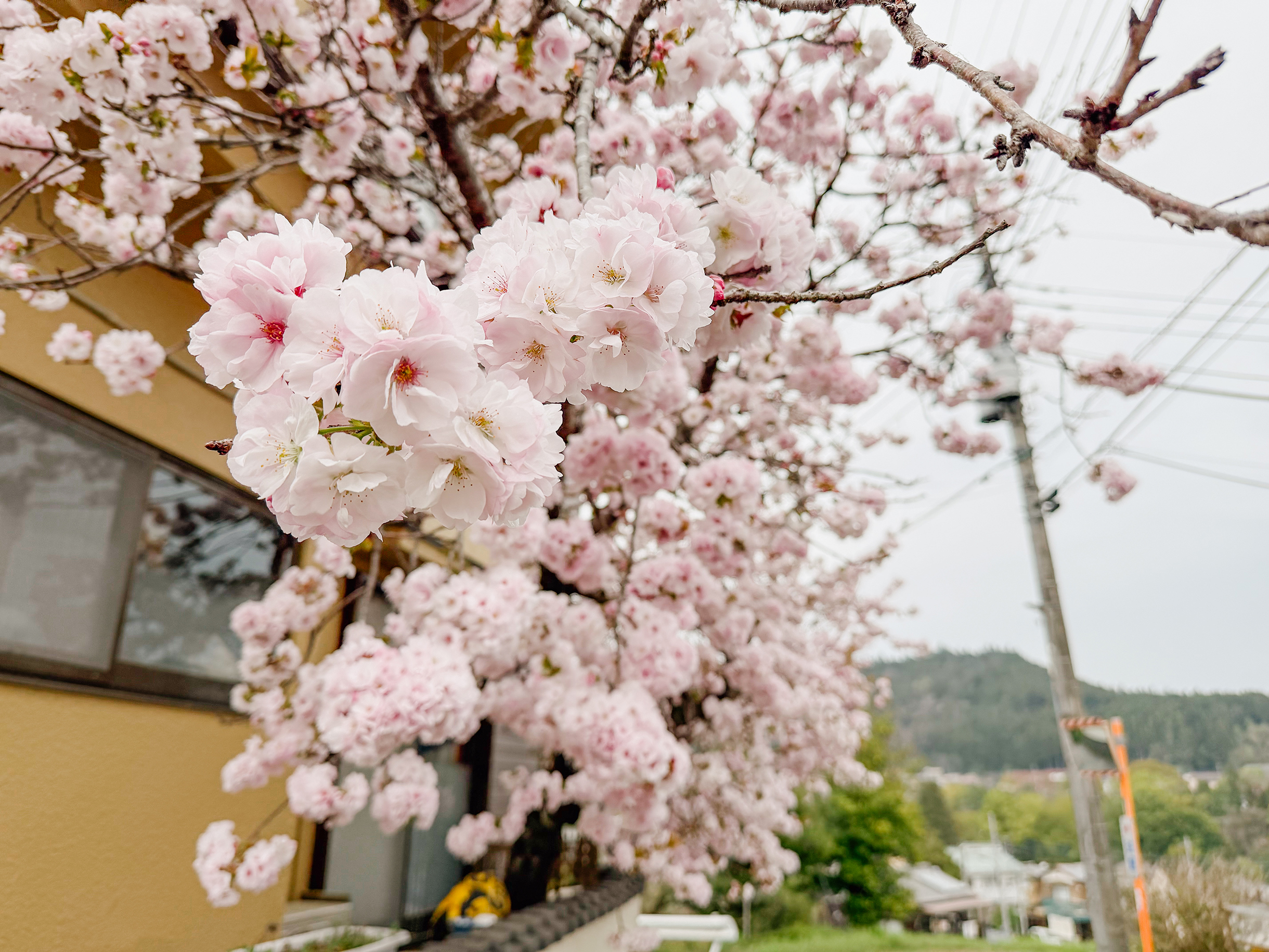 В Токио, Киото и Осаке в пик сезона толпы. Если хотите спокойно полюбоваться цветением сакуры, лучше выбрать маленькие и не очень популярные у туристов города. Или поискать красивые места в отдалении от популярных локаций. На фото — сакура в Оме, префектуре Токио