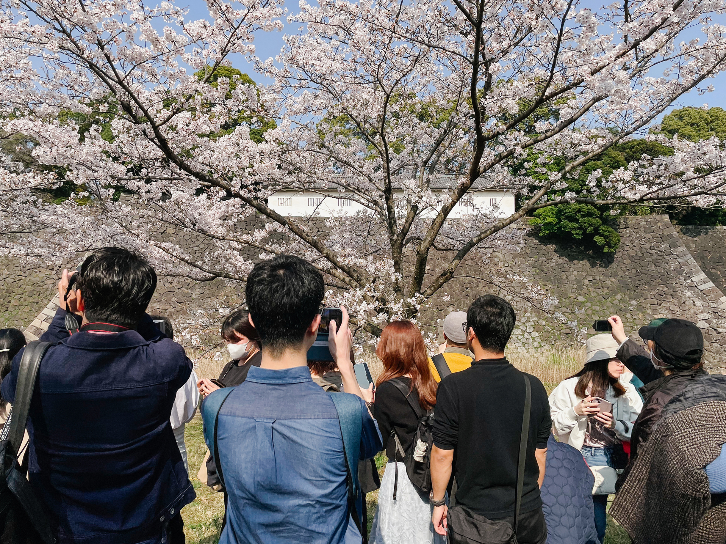 Вход на улицу Инуи рядом с императорским дворцом открывают дважды в год — в период цветения сакуры и момидзи — сезон красных кленов. Посещение свободное, без предварительного бронирования. На входе — досмотр. Несмотря на большую очередь, попасть на улицу удалось за 15 минут