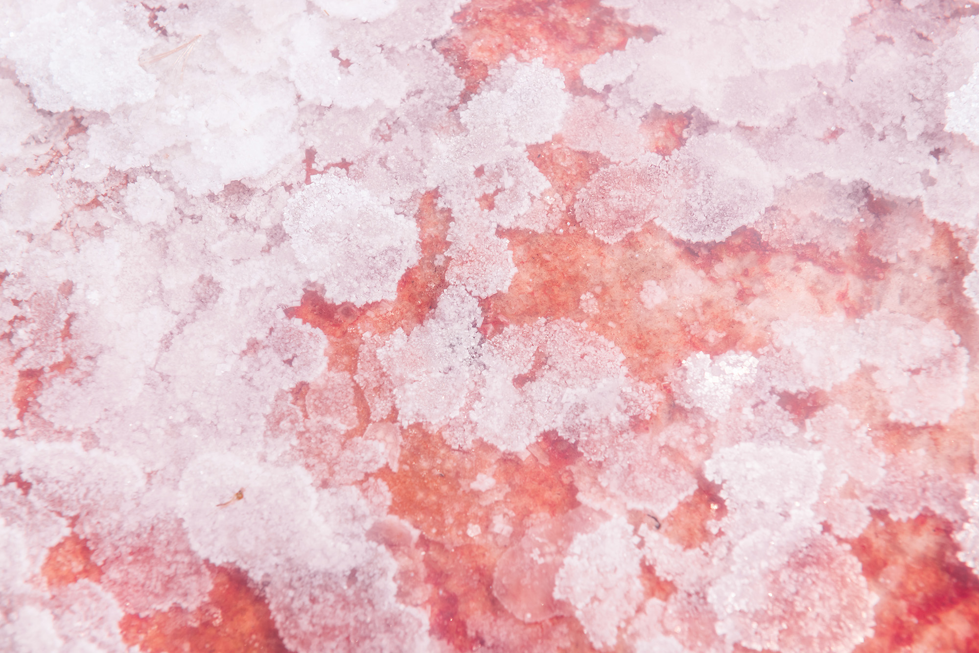 Крымская розовая соль внешне очень похожа на гималайскую. Но она морская, а не каменная. Упаковка такой соли весом 750 г стоит 307 ₽. Фото: Olga Gavrilova / Shutterstock