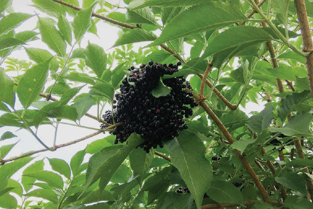 Свежие плоды бузины — мелкие фиолетово-черные ягоды, собранные в гроздья. Источник: ncbi.nlm.nih.gov