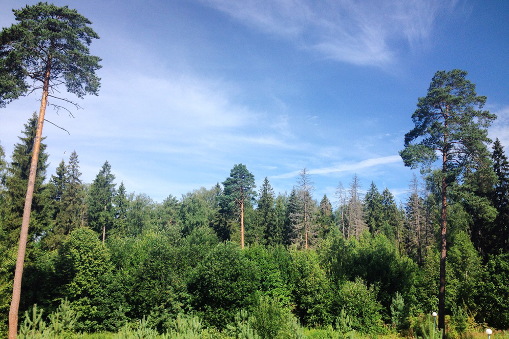 Один из плюсов «Васильевского» — зеленая территория с хвойными деревьями