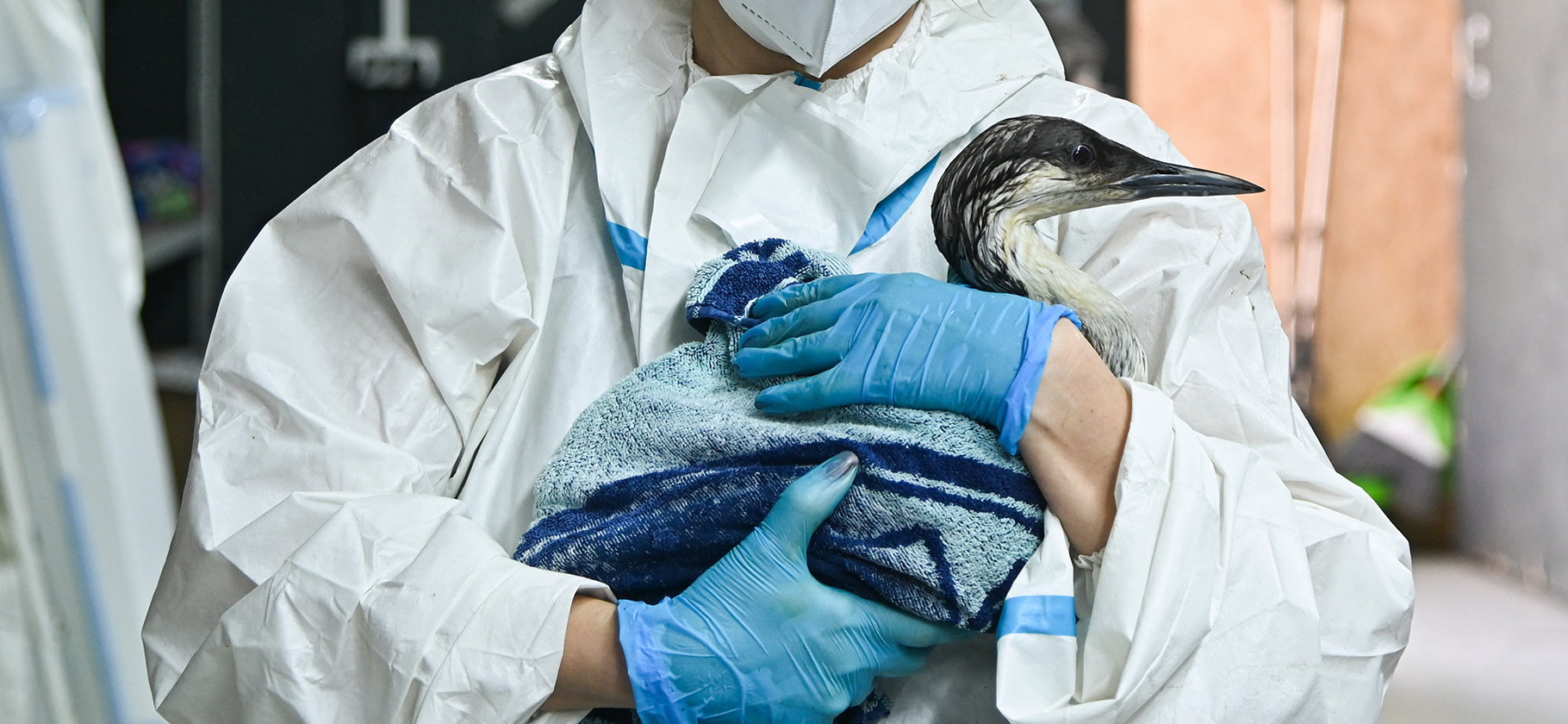 Слипшиеся перья и шерсть в мазуте: как от разлива нефти в Черном море стра­дают животные и кто им помогает