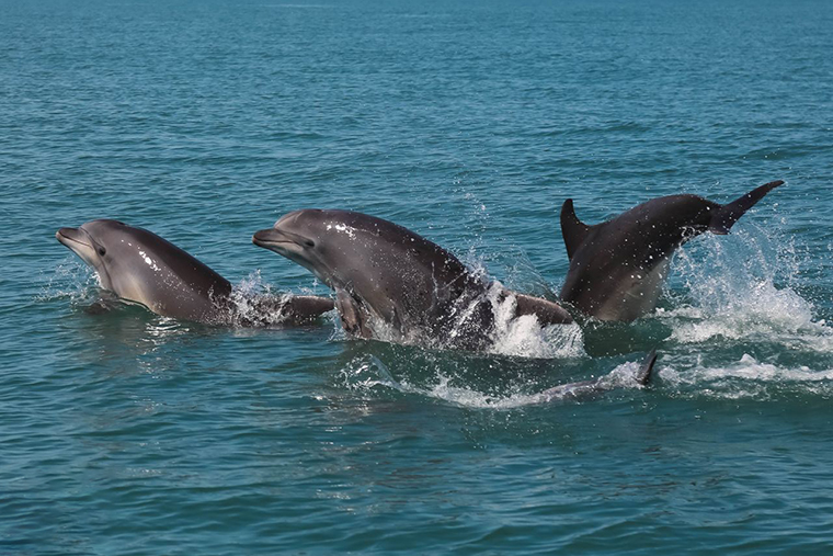 В Черном море обитают три вида китообразных: афалины, белобочки и азовки, которые включены в Красную книгу. Первые два — из семейства дельфинов, азовок относят к семейству морских свиней. Фотография — «Дельфа»