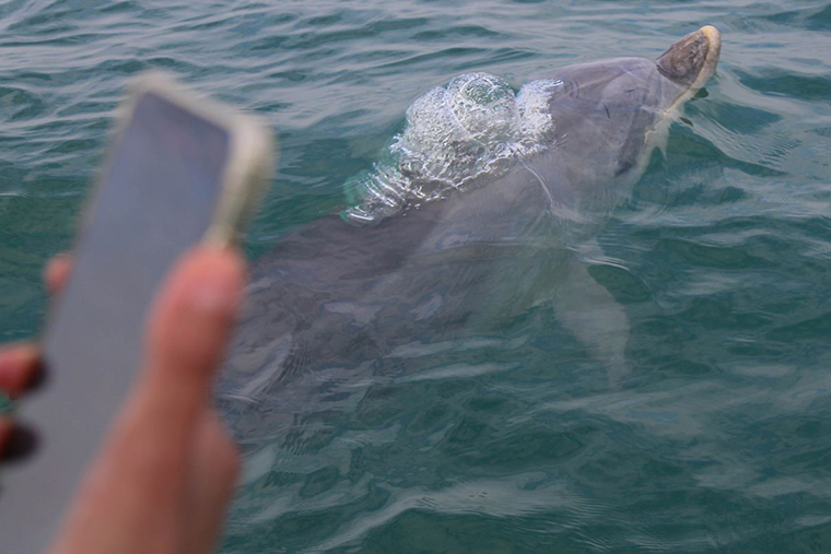 Афалины — самые большие из черноморских китообразных. Фотография — «Дельфа»