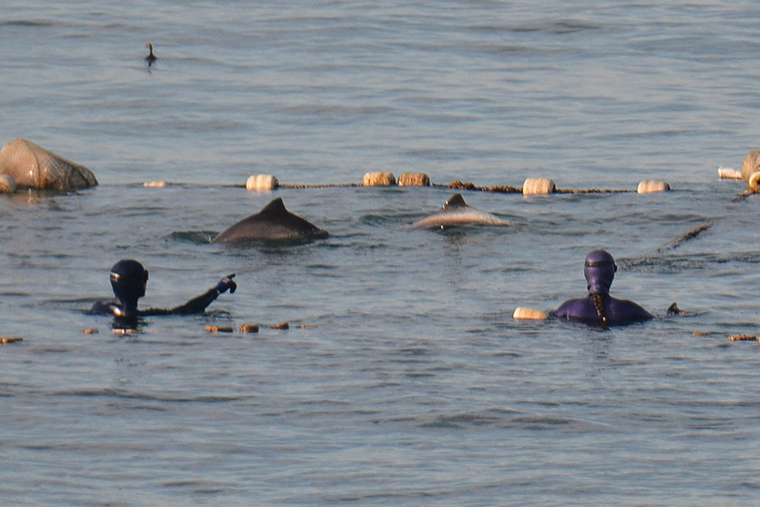 Порой у берега выставлено так много сетей, что китообразному некуда плыть, кроме как в сеть. Фотография — «Дельфа»