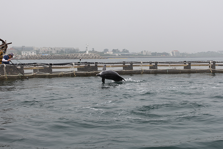 Вольер, в котором содержали дельфинов в Южной Корее. Фотография — «Дельфа»