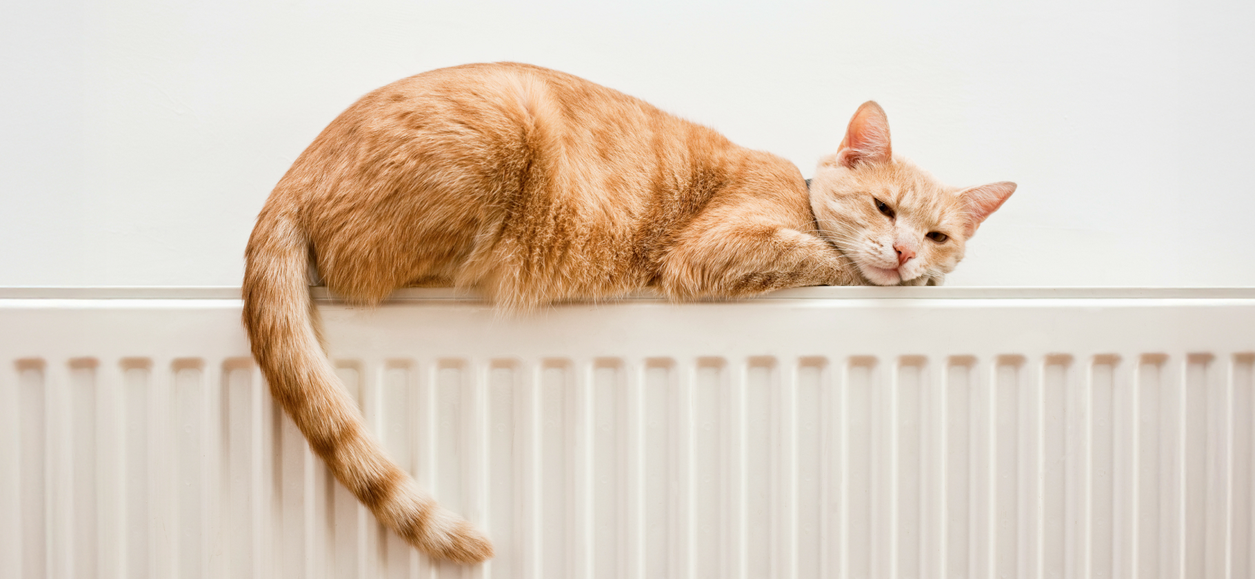 «Лучшая лежанка — подокон­ник»: 4 идеи, как сэкономить на аксессуарах для кошки